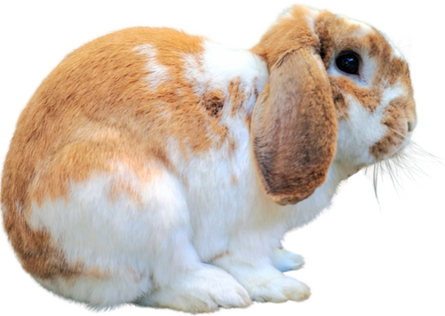 image of my rabbit flan
